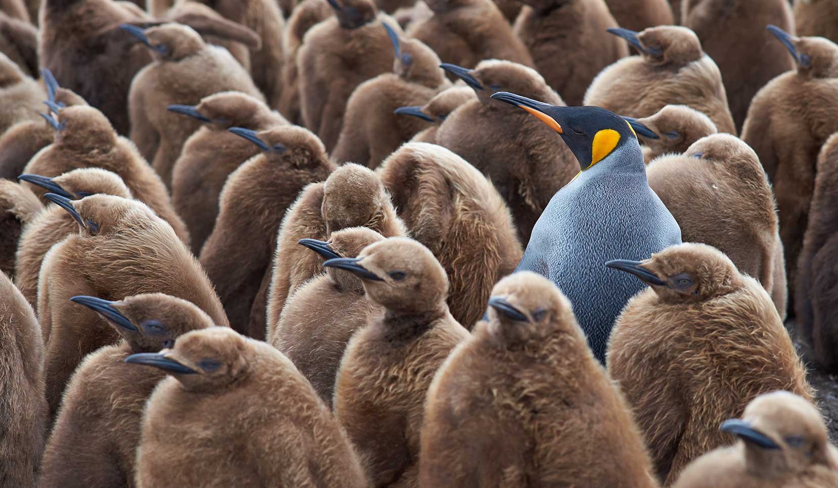 Different-looking-penguin-in-a-large-group-of-sameness